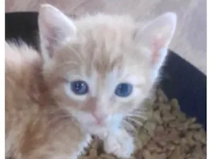 Gato raça SRD-ViraLata idade 2 a 6 meses nome Léo 