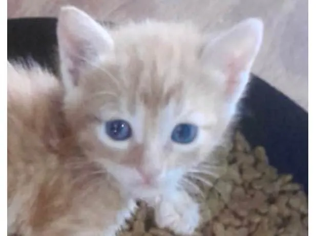 Gato ra a SRD-ViraLata idade 2 a 6 meses nome Léo 