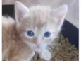 Léo