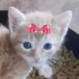 Lili