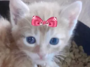 Gato raça SRD-ViraLata idade 2 a 6 meses nome Lili 