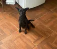 Apolo