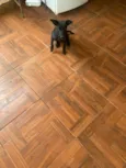 Apolo