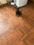 Apolo