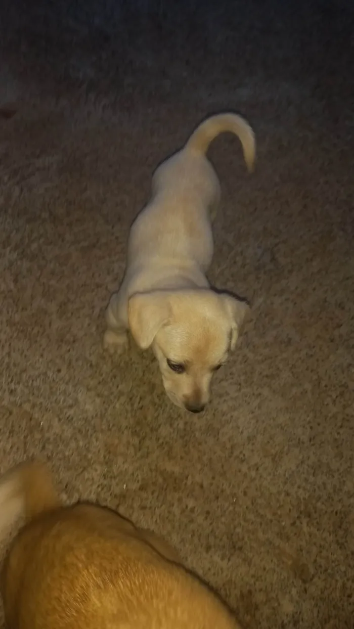 Cachorro ra a SRD-ViraLata idade Abaixo de 2 meses nome Boby
