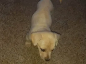 Cachorro raça SRD-ViraLata idade Abaixo de 2 meses nome Boby