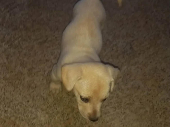 Cachorro ra a SRD-ViraLata idade Abaixo de 2 meses nome Boby