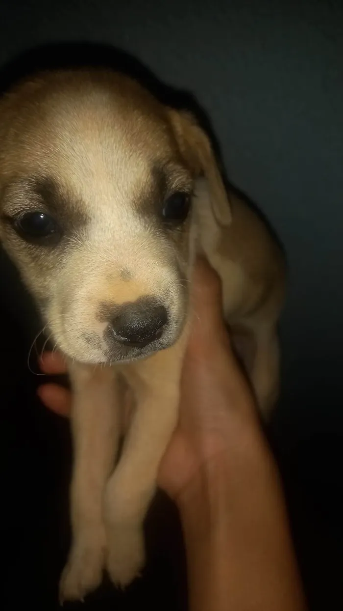 Cachorro ra a SRD-ViraLata idade Abaixo de 2 meses nome Laila