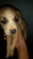 Laila