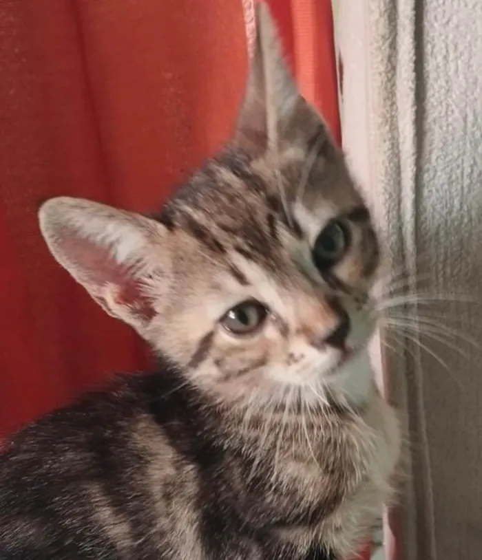 Gato ra a SRD-ViraLata idade 2 a 6 meses nome Cadu 