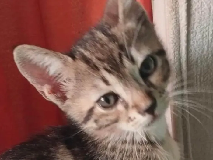 Gato ra a SRD-ViraLata idade 2 a 6 meses nome Cadu 