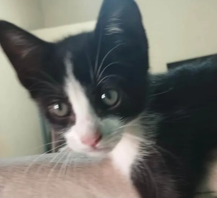 Gato ra a SRD-ViraLata idade 2 a 6 meses nome Dudu 