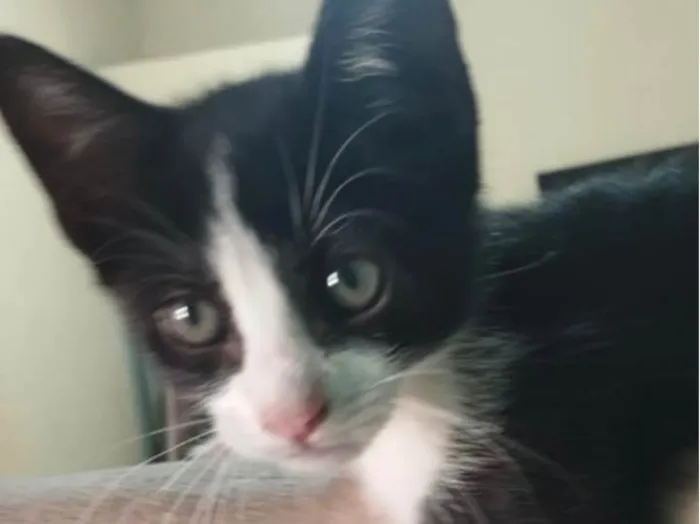 Gato ra a SRD-ViraLata idade 2 a 6 meses nome Dudu 