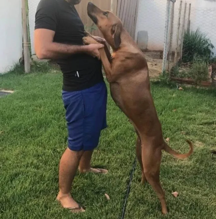 Cachorro ra a SRD-ViraLata idade 3 anos nome Sete