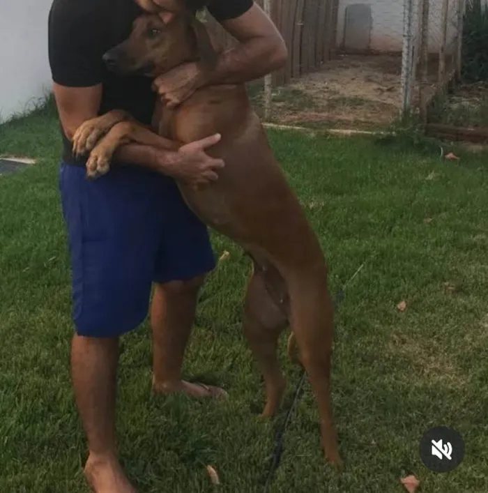 Cachorro ra a SRD-ViraLata idade 3 anos nome Sete