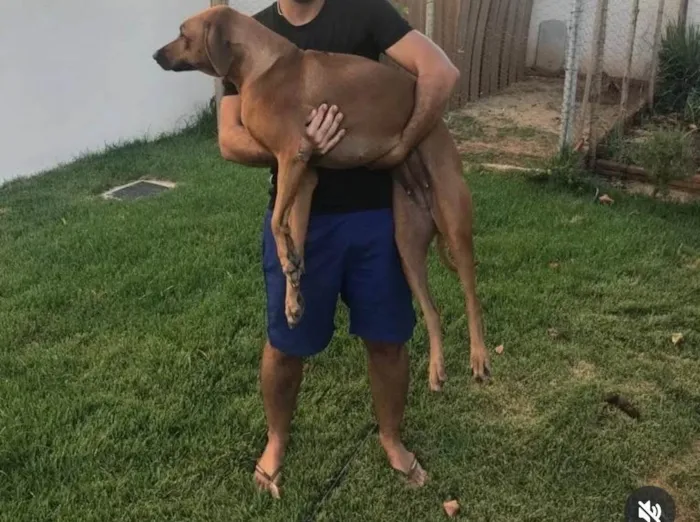 Cachorro ra a SRD-ViraLata idade 3 anos nome Sete