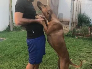 Cachorro raça SRD-ViraLata idade 3 anos nome Sete