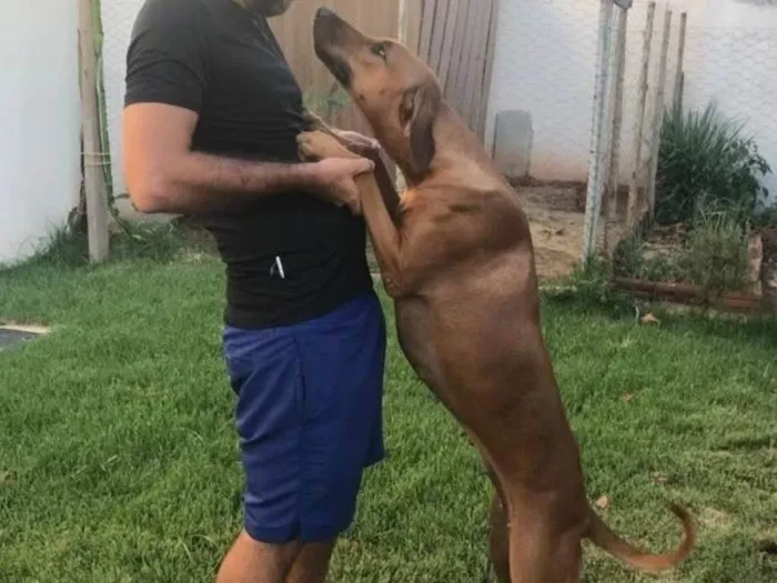Cachorro ra a SRD-ViraLata idade 3 anos nome Sete