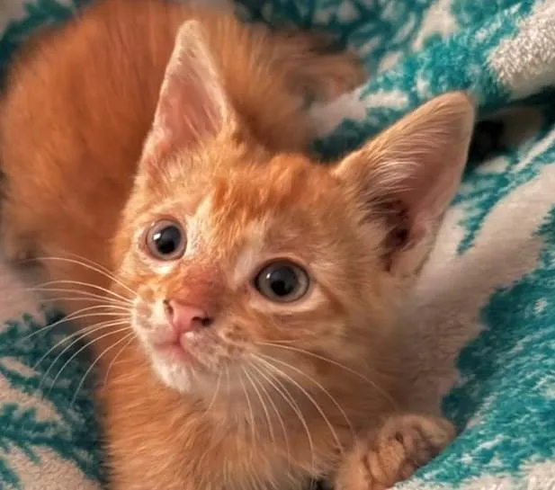 Gato ra a SRD-ViraLata idade 2 a 6 meses nome Milo 