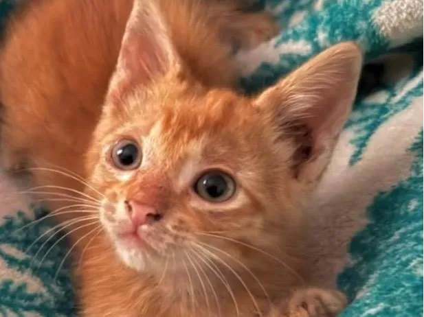 Gato ra a SRD-ViraLata idade 2 a 6 meses nome Milo 