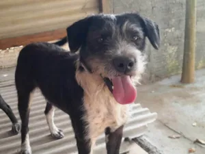 Cachorro raça SRD-ViraLata idade 2 anos nome Casadinho