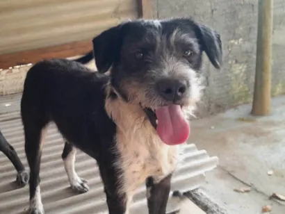 Cachorro raça SRD-ViraLata idade 2 anos nome Casadinho