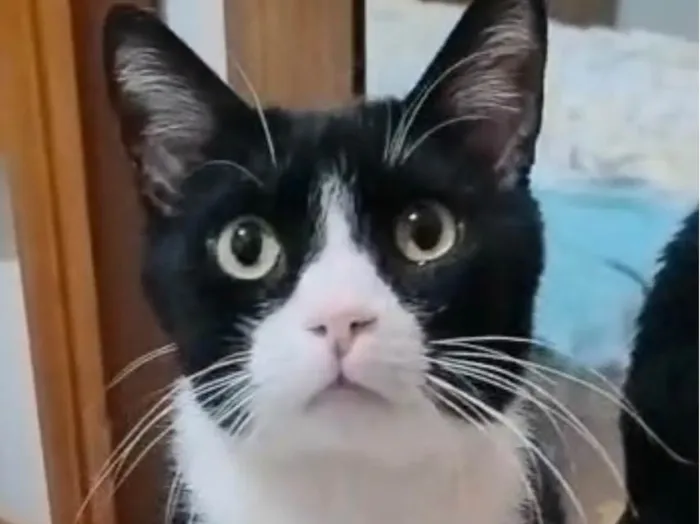 Gato ra a SRD-ViraLata idade 7 a 11 meses nome Tom 