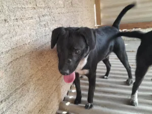 Cachorro raça SRD-ViraLata idade 2 anos nome Brigadeiro