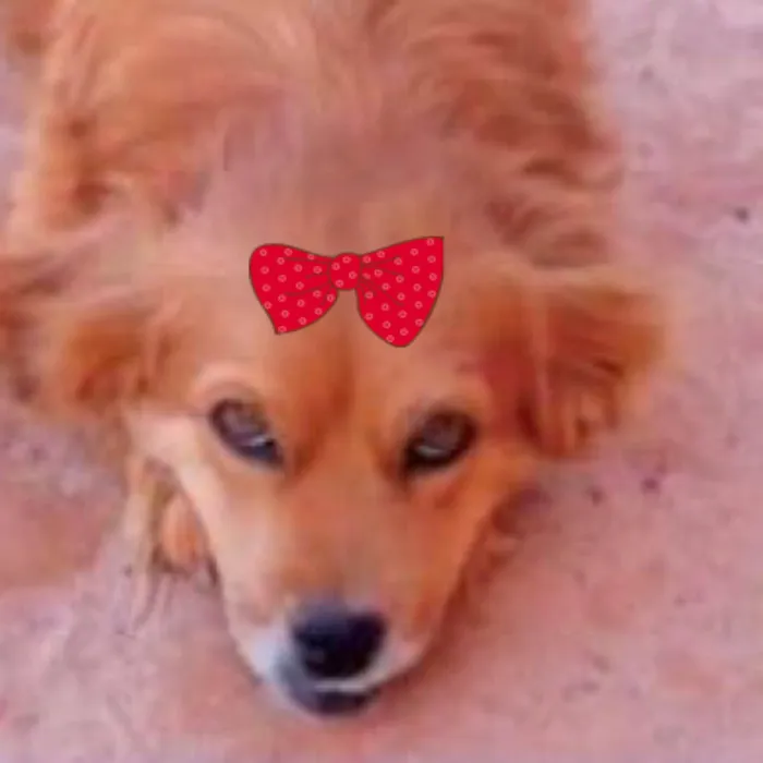 Cachorro ra a Pequinês idade 7 a 11 meses nome Mel 
