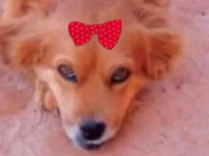 Cachorro raça Pequinês idade 7 a 11 meses nome Mel 