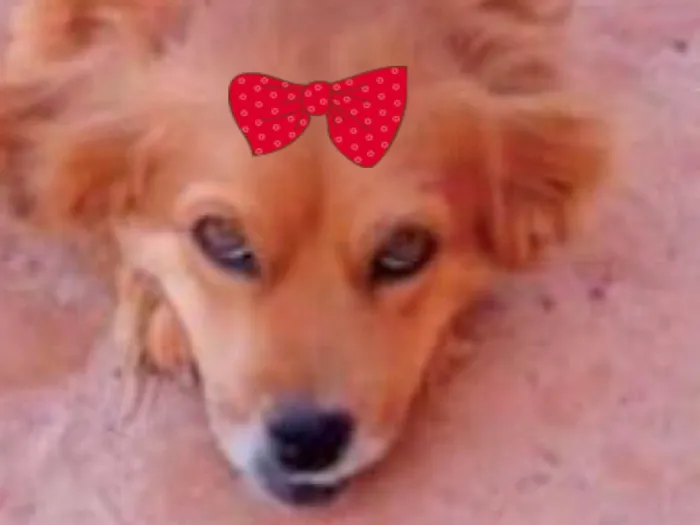 Cachorro ra a Pequinês idade 7 a 11 meses nome Mel 
