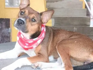 Cachorro raça SRD-ViraLata idade 1 ano nome Rebeca