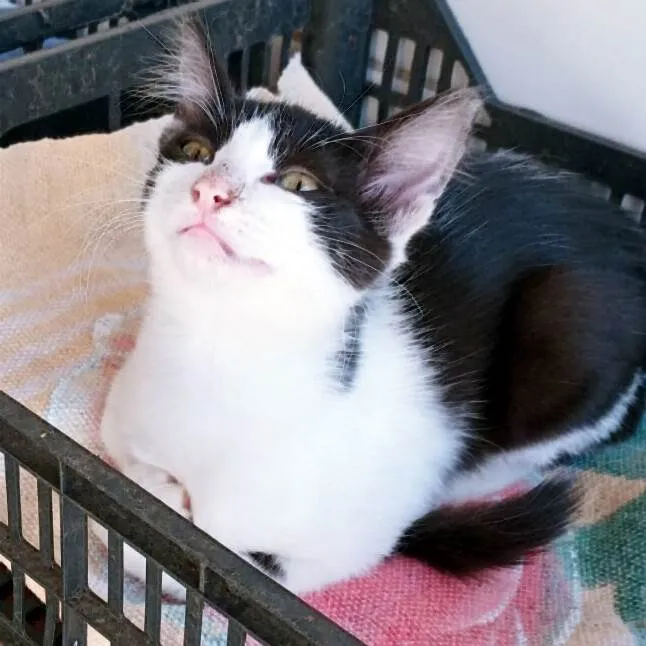 Gato ra a SRD-ViraLata idade 2 a 6 meses nome LEDA FRAJOLA