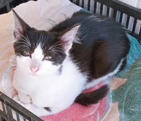 Gato ra a SRD-ViraLata idade 2 a 6 meses nome LEDA FRAJOLA