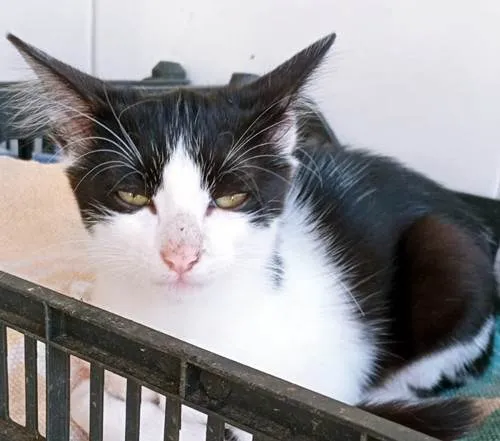 Gato ra a SRD-ViraLata idade 2 a 6 meses nome LEDA FRAJOLA