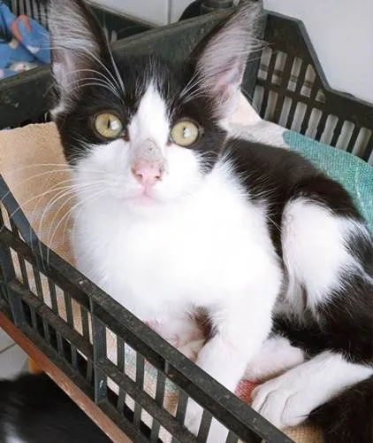 Gato ra a SRD-ViraLata idade 2 a 6 meses nome LEDA FRAJOLA