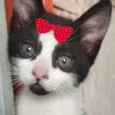 Sofia
