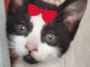 Gato raça SRD-ViraLata idade 2 a 6 meses nome Sofia 
