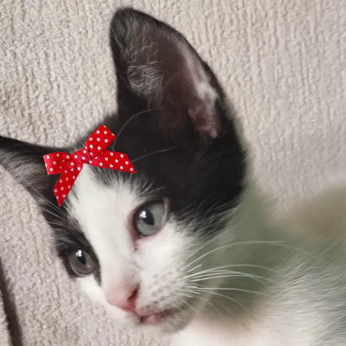 Gato ra a SRD-ViraLata idade 2 a 6 meses nome Belinha 