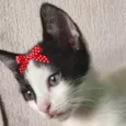 Belinha