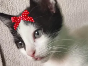 Gato raça SRD-ViraLata idade 2 a 6 meses nome Belinha 