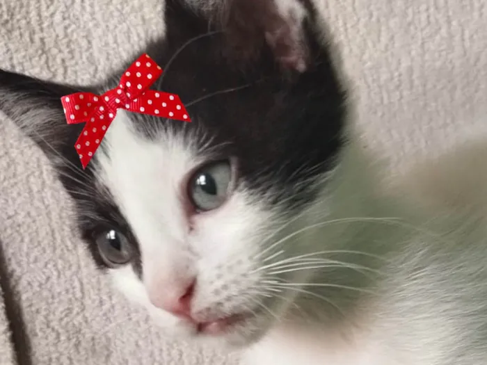 Gato ra a SRD-ViraLata idade 2 a 6 meses nome Belinha 