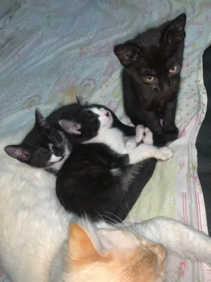 Gato ra a SRD-ViraLata idade 2 a 6 meses nome Sem Nomes 