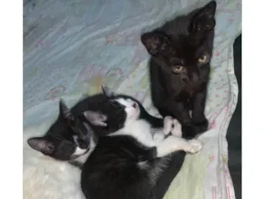 Gato raça SRD-ViraLata idade 2 a 6 meses nome Sem Nomes 
