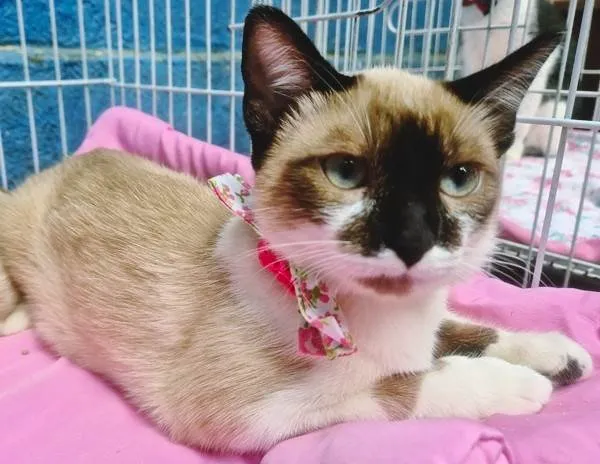 Gato ra a SRD-ViraLata idade 2 a 6 meses nome JANETE MIX