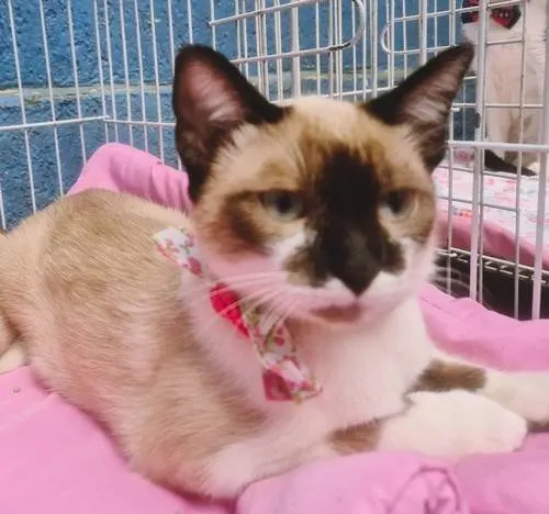 Gato ra a SRD-ViraLata idade 2 a 6 meses nome JANETE MIX