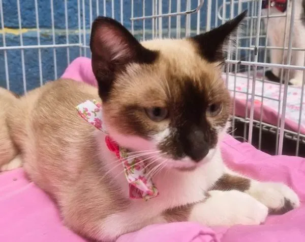 Gato ra a SRD-ViraLata idade 2 a 6 meses nome JANETE MIX