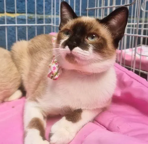 Gato ra a SRD-ViraLata idade 2 a 6 meses nome JANETE MIX