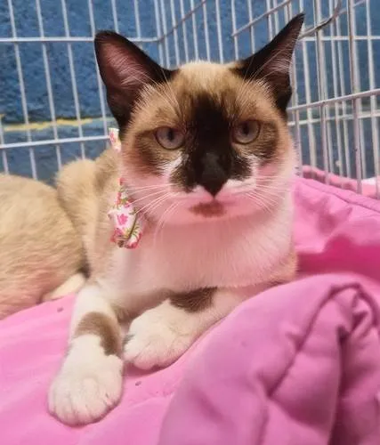 Gato ra a SRD-ViraLata idade 2 a 6 meses nome JANETE MIX