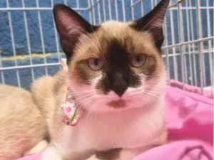 Gato raça SRD-ViraLata idade 2 a 6 meses nome JANETE MIX